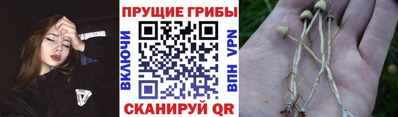 Псилоцибиновые грибы Psilocybine cubensis  Бузулук 
